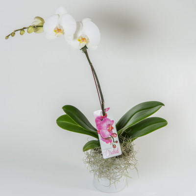 Phalaenopsis Orchid